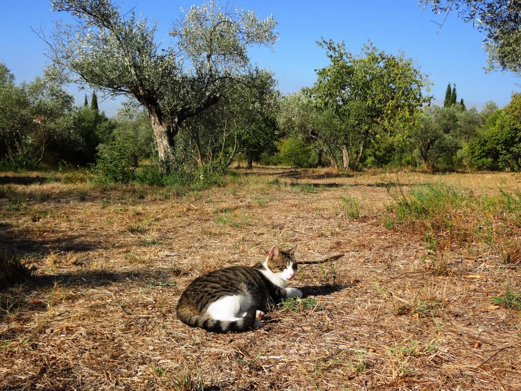 Apartament Les Olives Uzès Zewnętrze zdjęcie